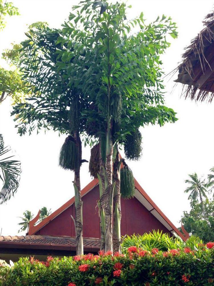 Palm Garden Resort Rawai Bagian luar foto